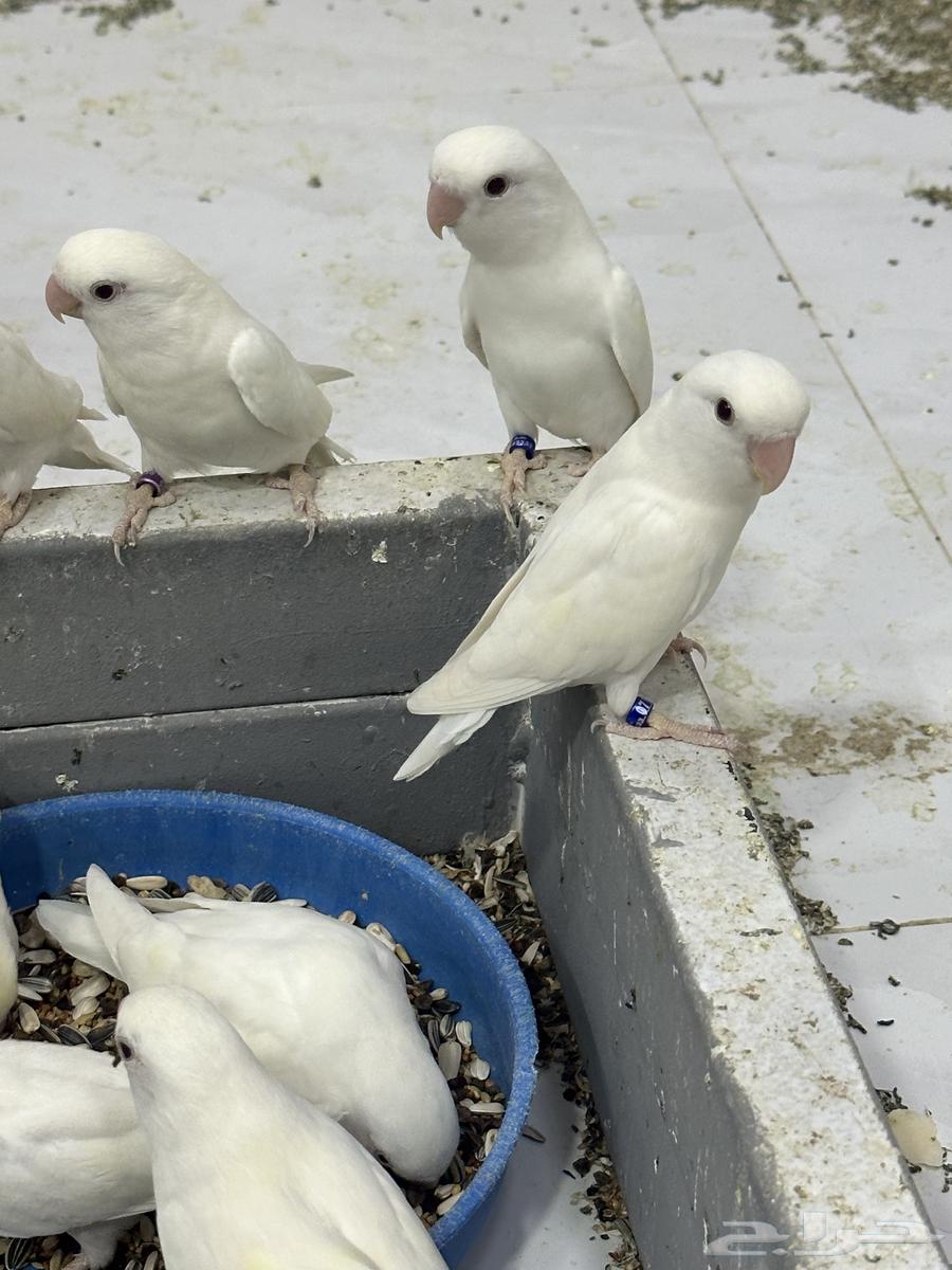 زور البينو64251724890881110