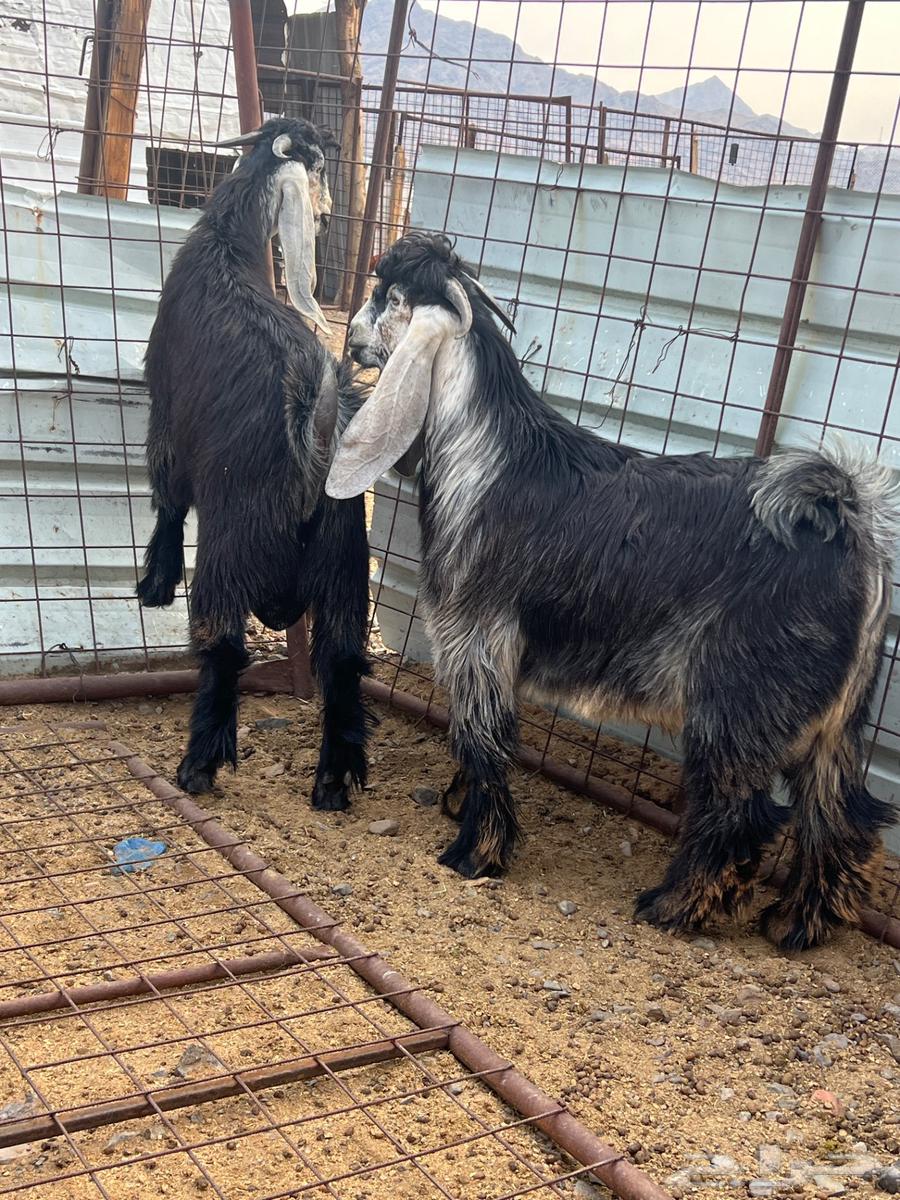 للبيع مشاريع فحول صنف64251879442945113