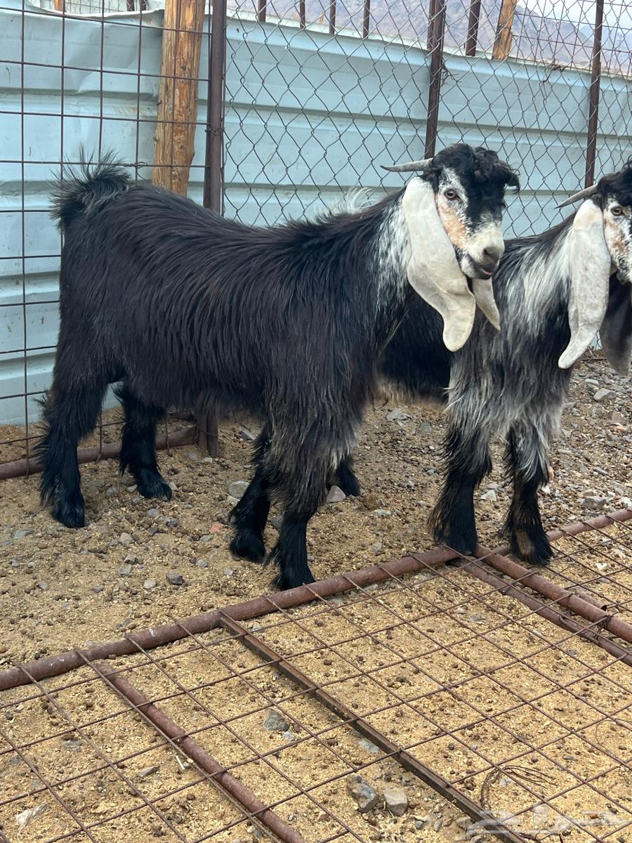 للبيع مشاريع فحول صنف64251879442945112