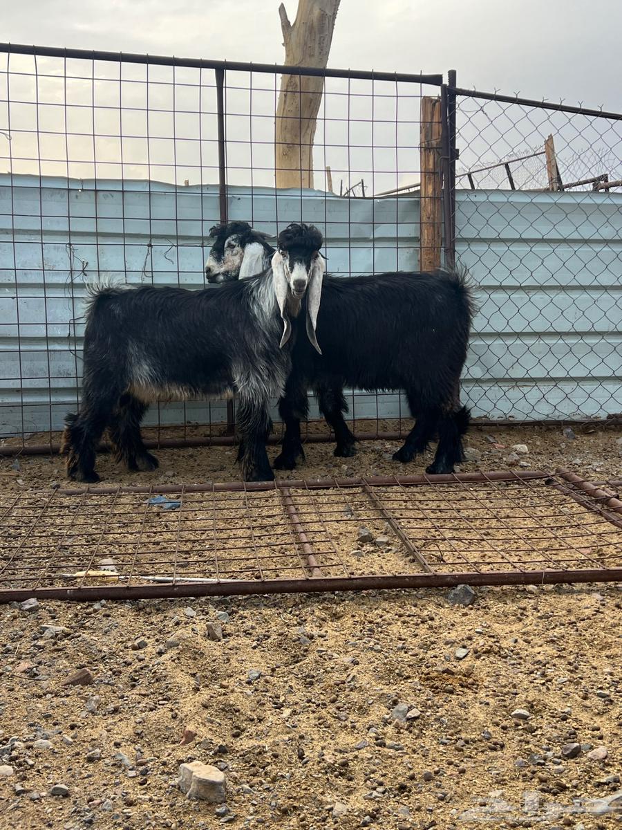 للبيع مشاريع فحول صنف64251879442945111