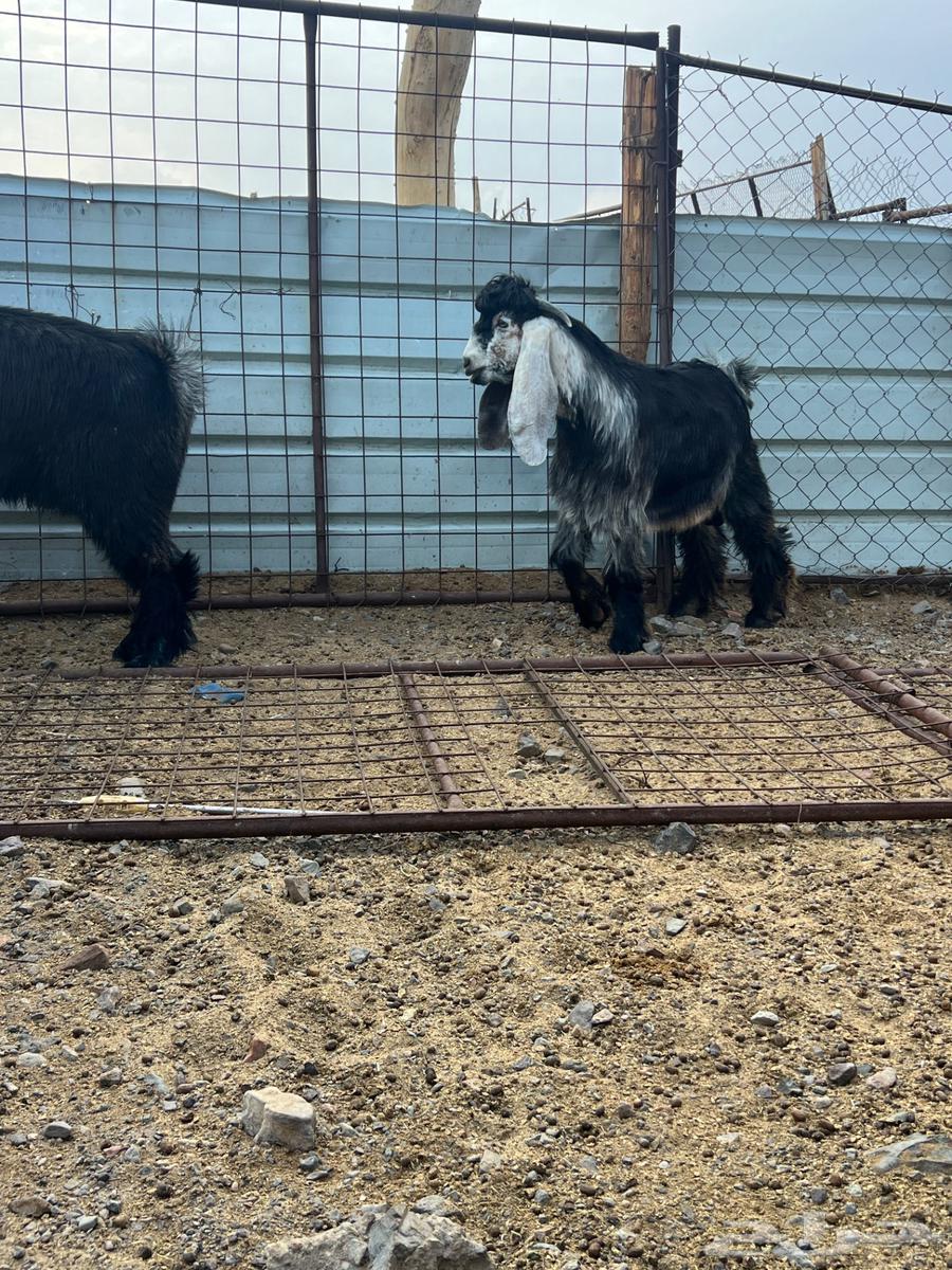 للبيع مشاريع فحول صنف64251879442945110