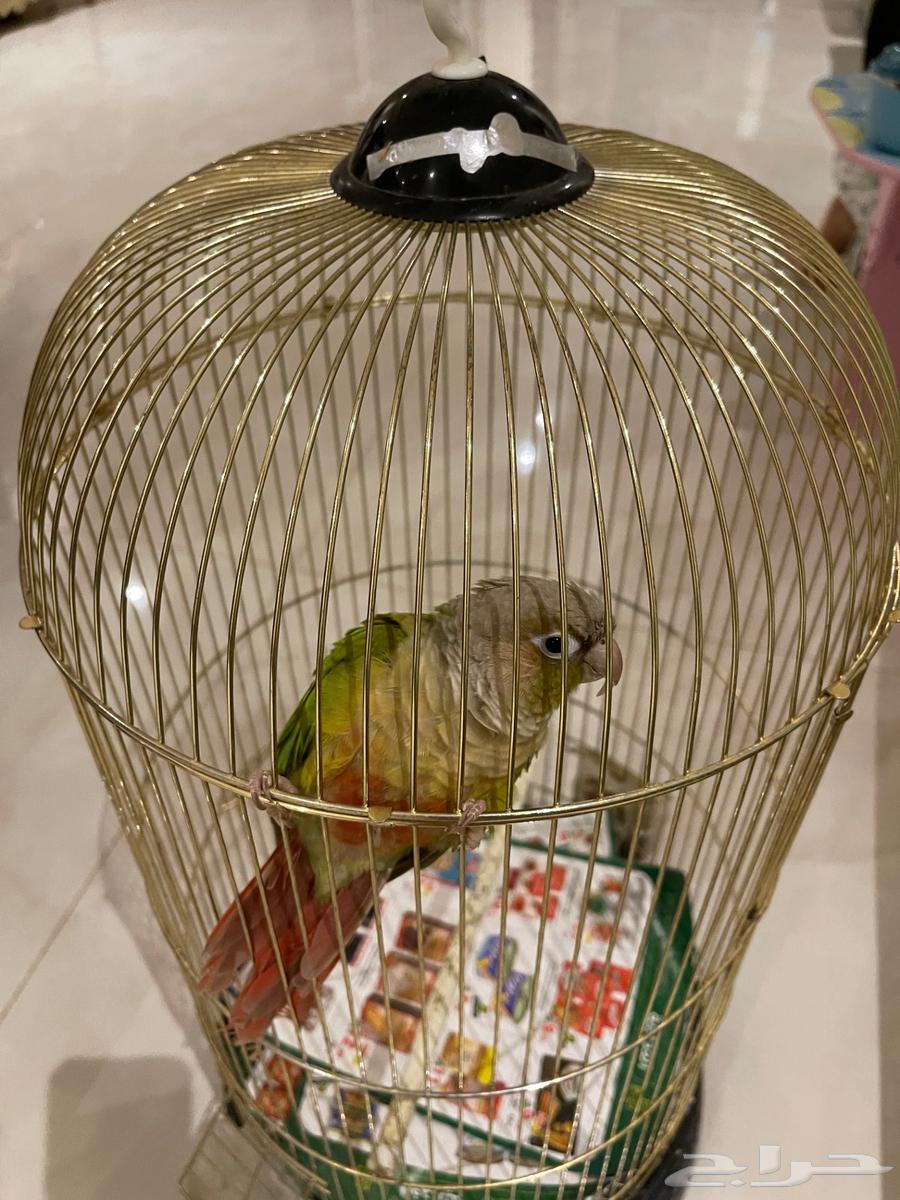 كنيور للبيع64252313957633111