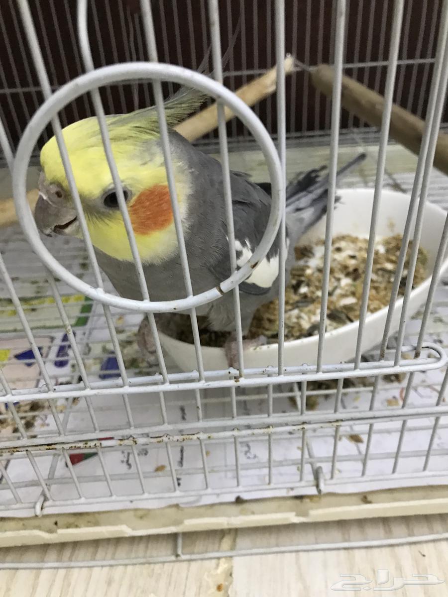 كروان باكستاني64247343538819110