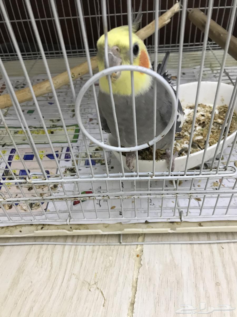 كروان باكستاني64247343538819112