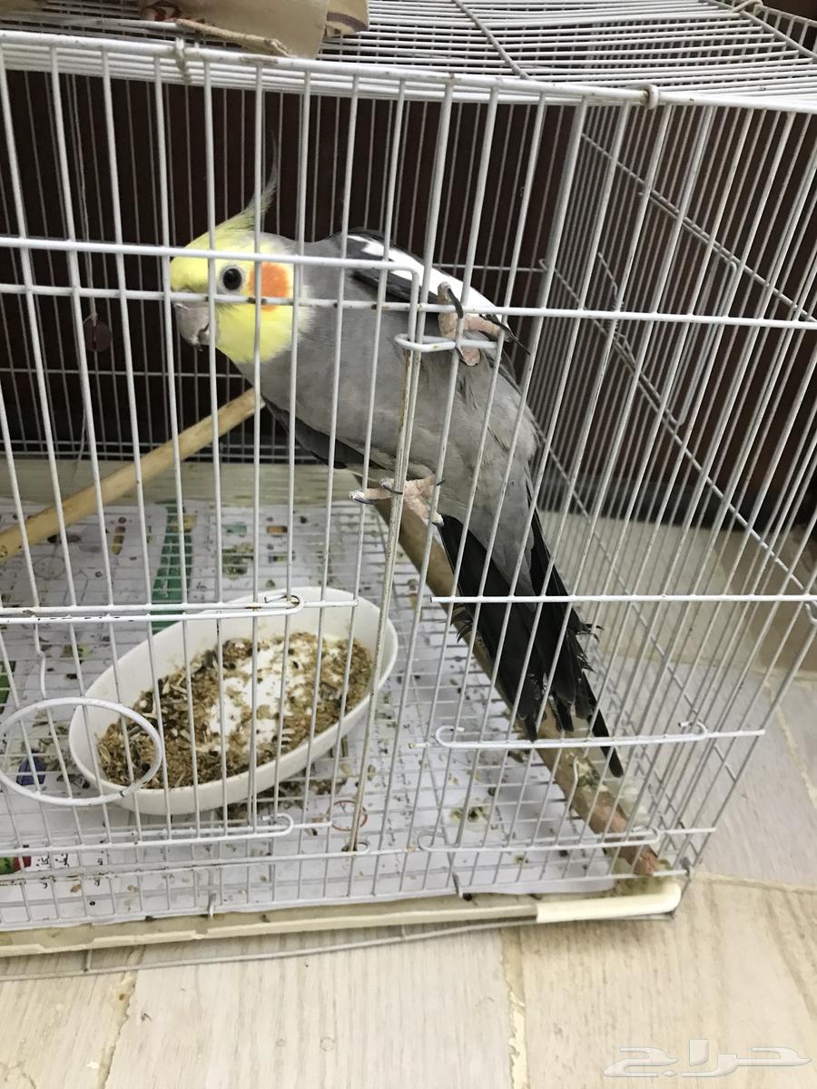 كروان باكستاني64247343538819111