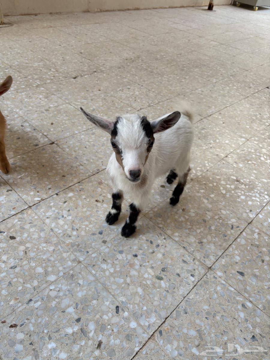 Dwarf Goat64255688365315111