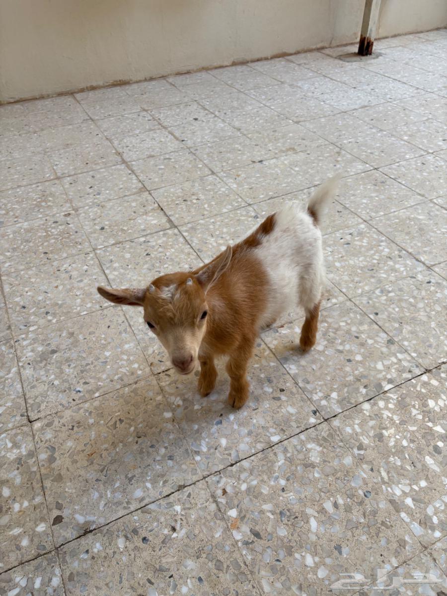 Dwarf Goat64255688365315112