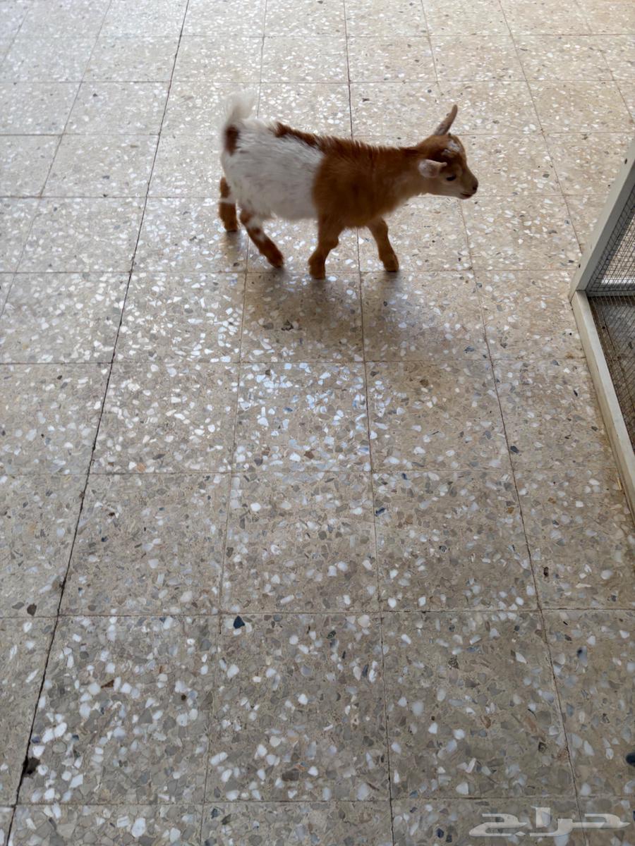 Dwarf Goat64255688365315113