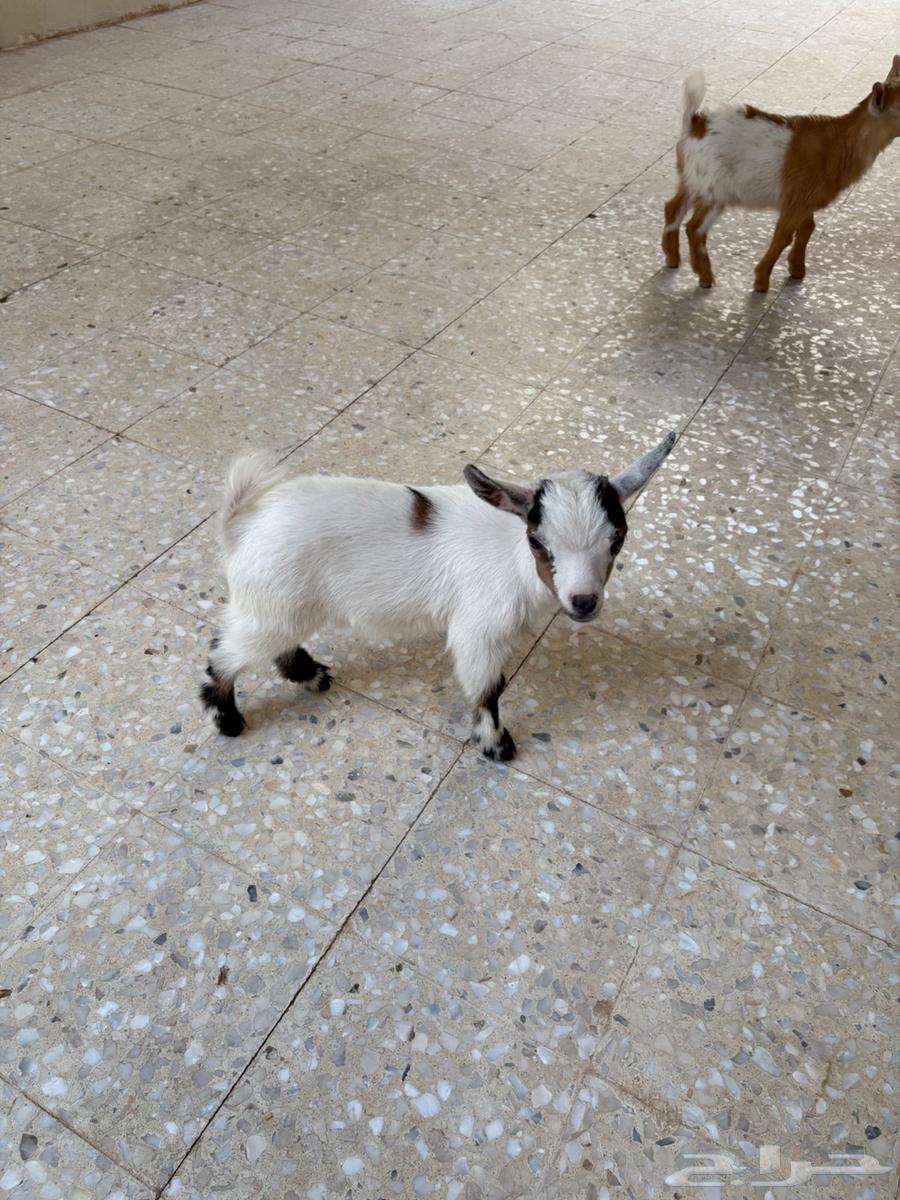 Dwarf Goat64255688365315110