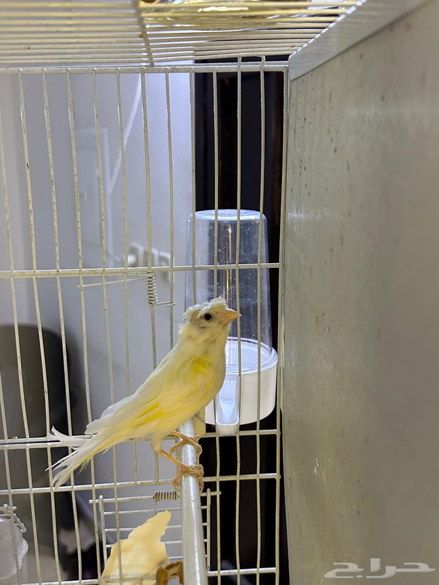 ذكر كناري سوري مغرد حار64255826992769114
