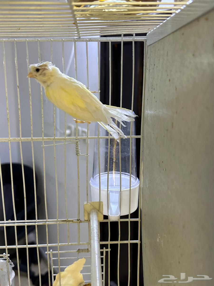 ذكر كناري سوري مغرد حار64255826992769113