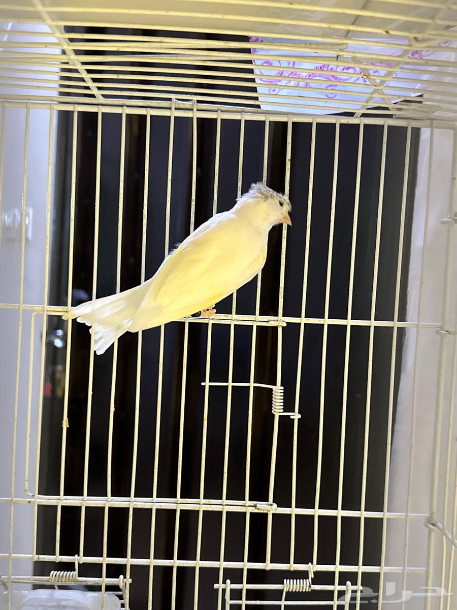 ذكر كناري سوري مغرد حار64255826992769111