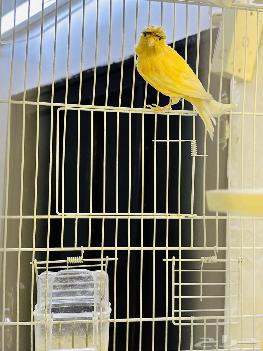 ذكر كناري سوري مغرد حار64255826992769110