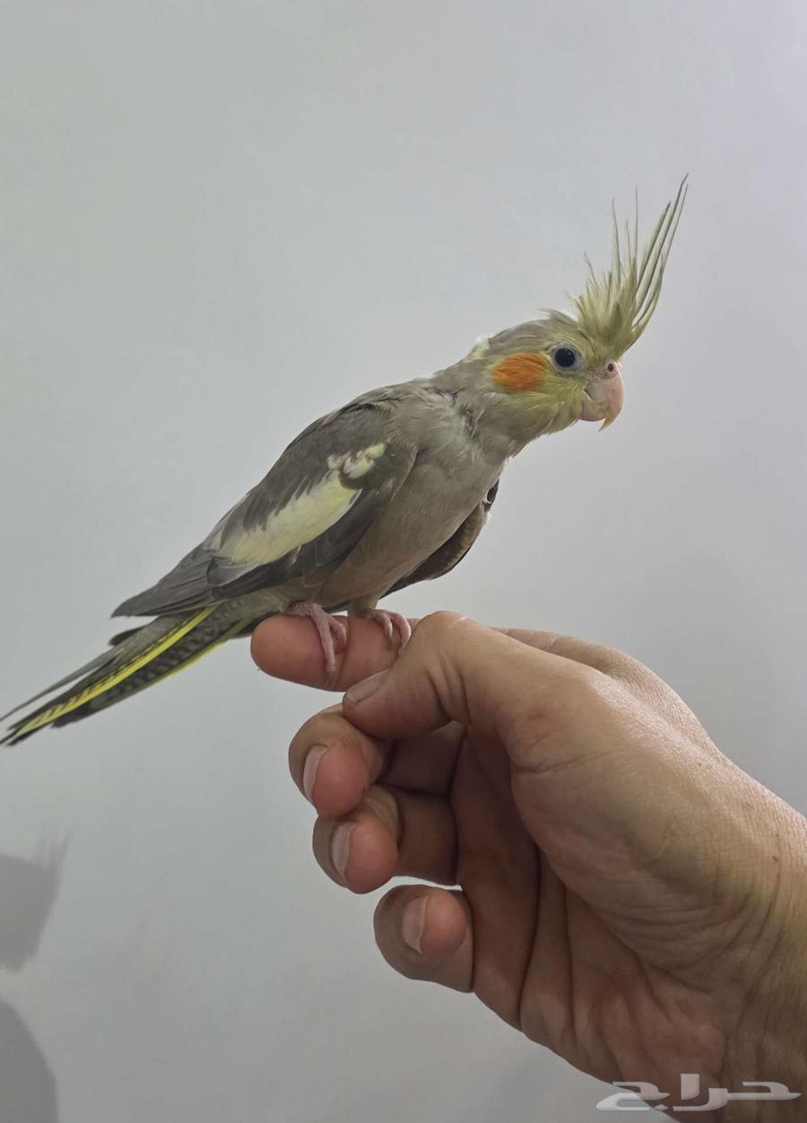 كروان مجهول (( تم البيع ))64253286275843113