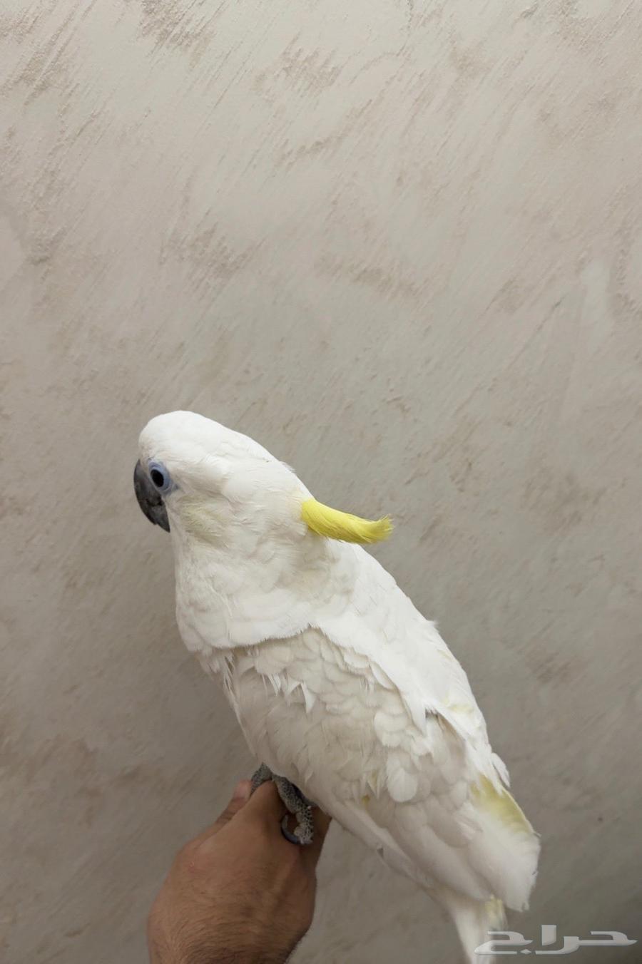 كوكاتو ترياتون الحجم الاكبر64244433701634112