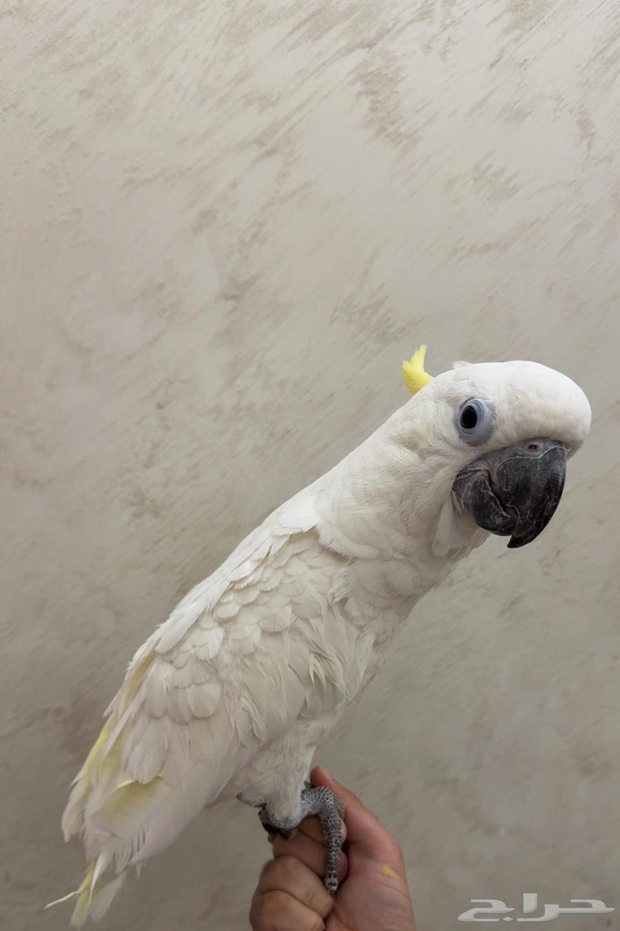 كوكاتو ترياتون الحجم الاكبر64244433701634111