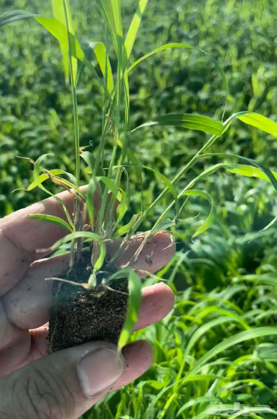 شتلات بونيكام مومباسا اف ون64238371424129112