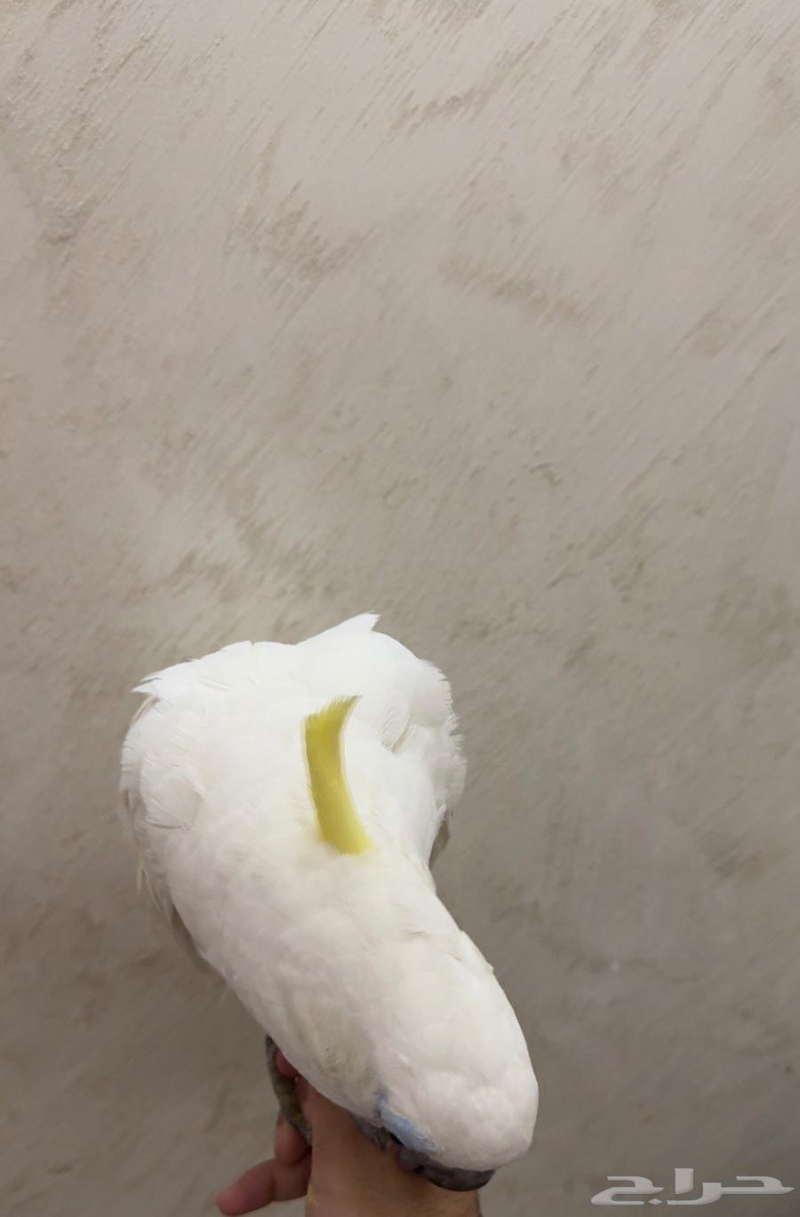 كوكاتو ترياتون الحجم الاكبر64244433701634113