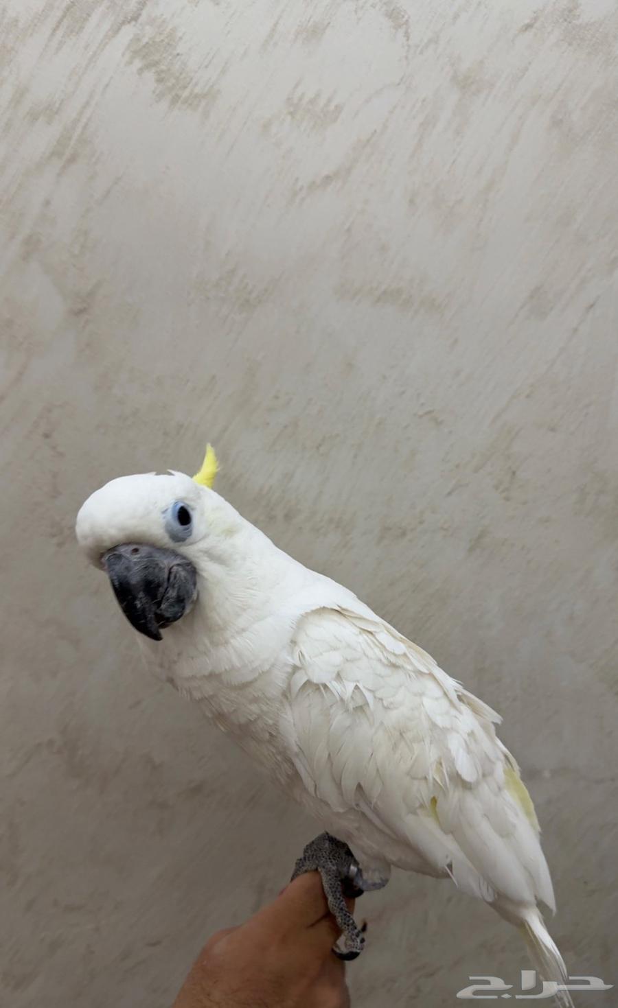 كوكاتو ترياتون الحجم الاكبر64244433701634110