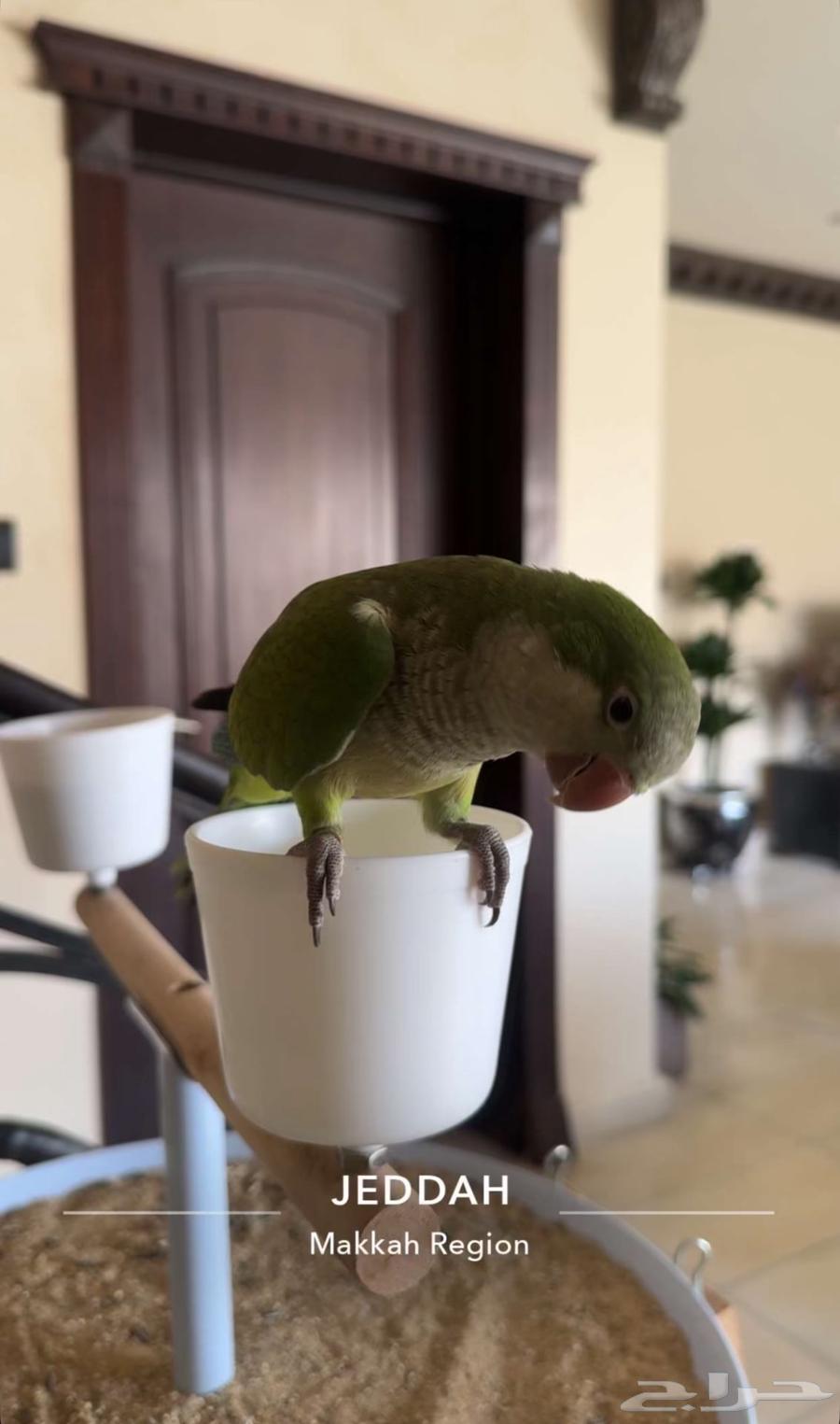 فرخ كويكر اليف64257224667394111