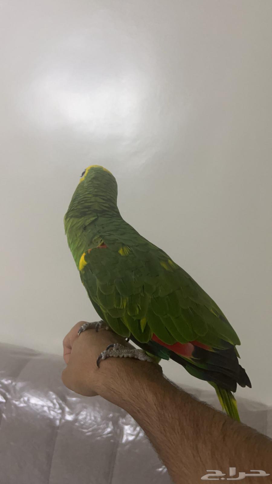 Amazonian Bluefronted Amazon64236685580930111