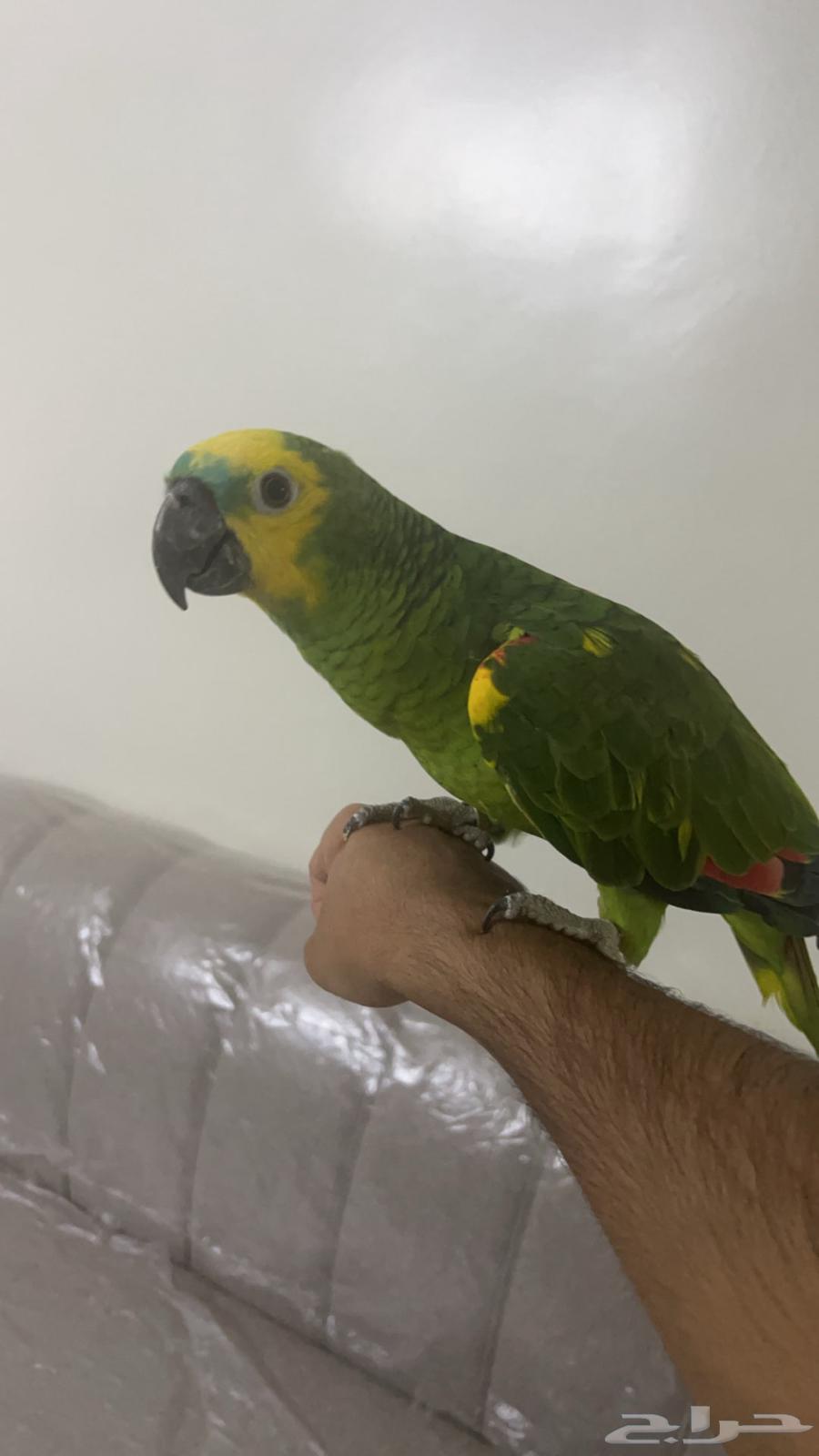 Amazonian Bluefronted Amazon64236685580930110