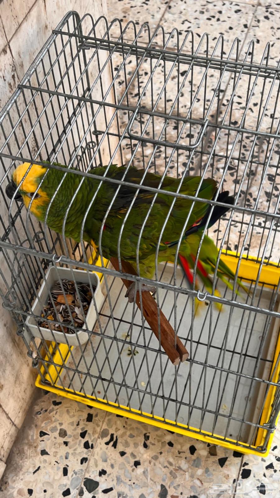 Amazonian Bluefronted Amazon64236685580930112