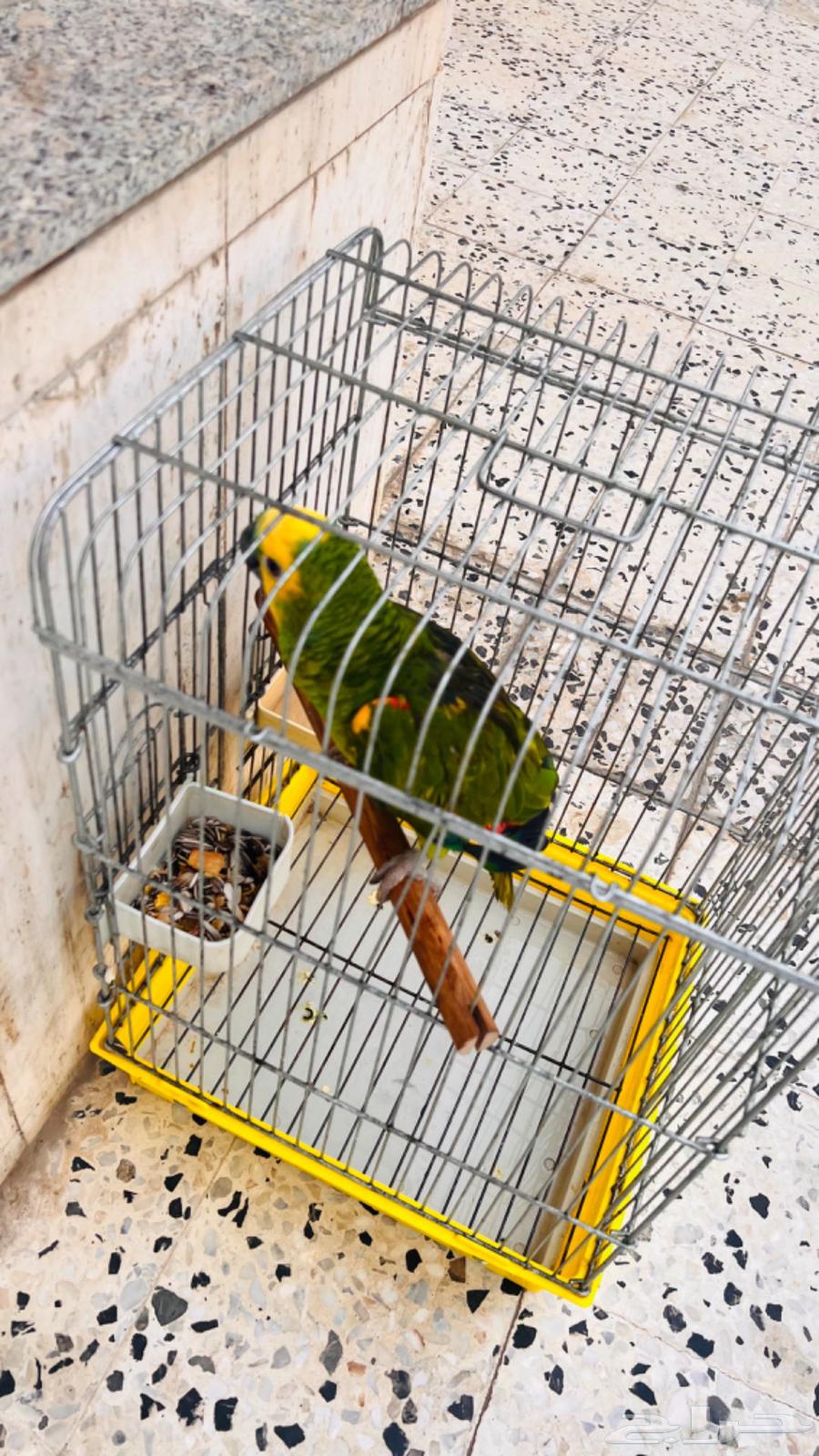 Amazonian Bluefronted Amazon64236685580930114