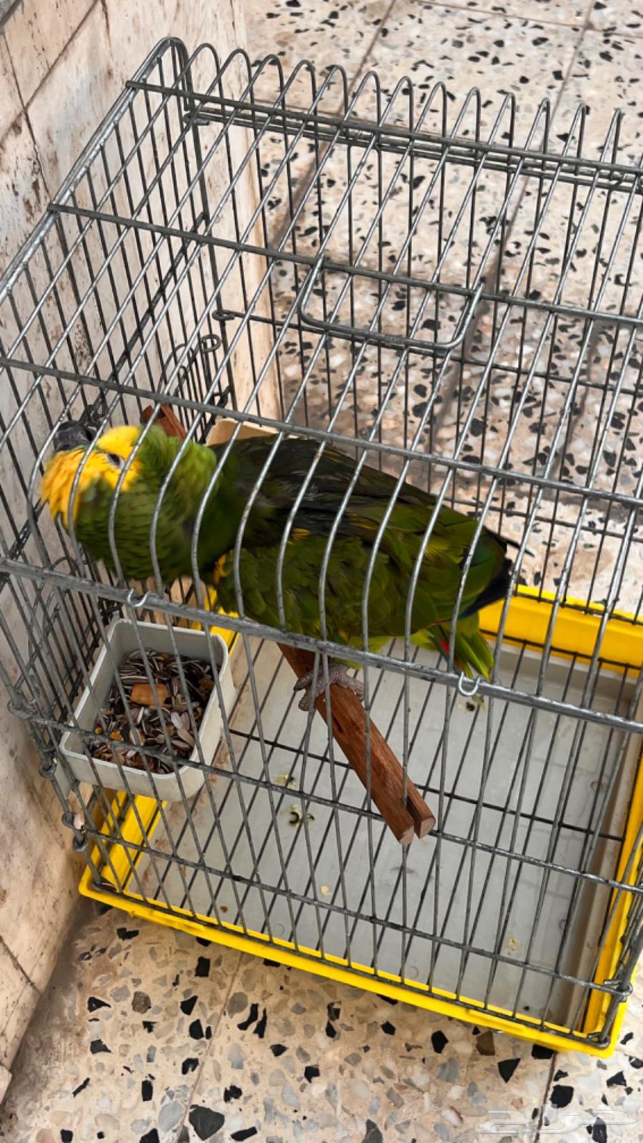 Amazonian Bluefronted Amazon64236685580930113