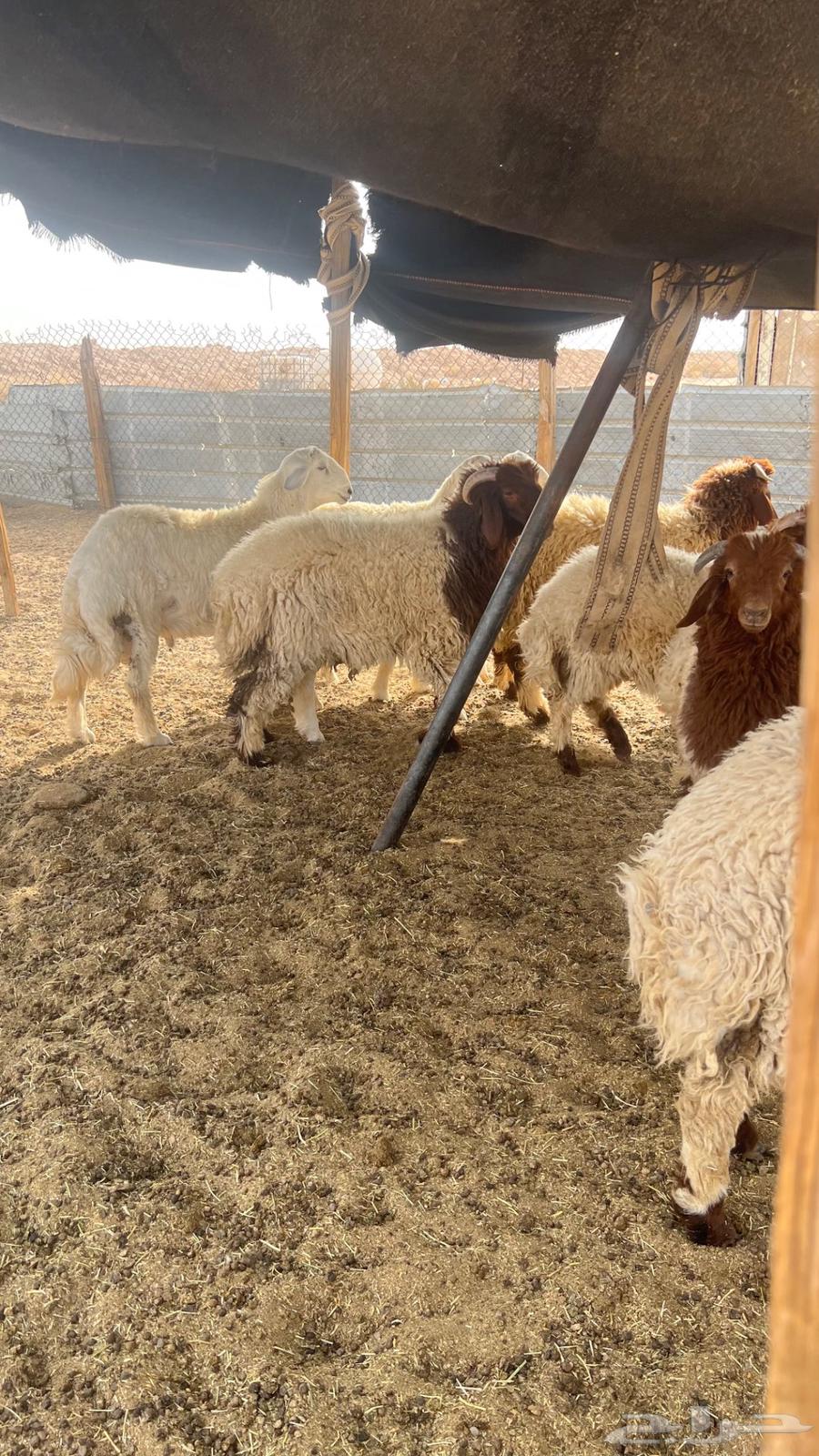 ذبايح نعيم وحري ( بيع تفريد )64237092429699111