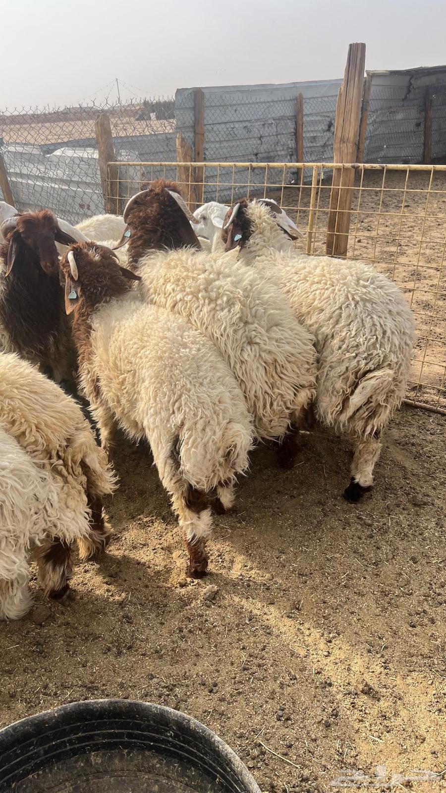 ذبايح نعيم وحري ( بيع تفريد )64237092429699110