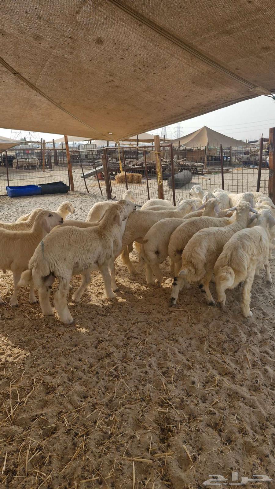 Naim's Halal Slaughters Goats and Sheep64238147799426111