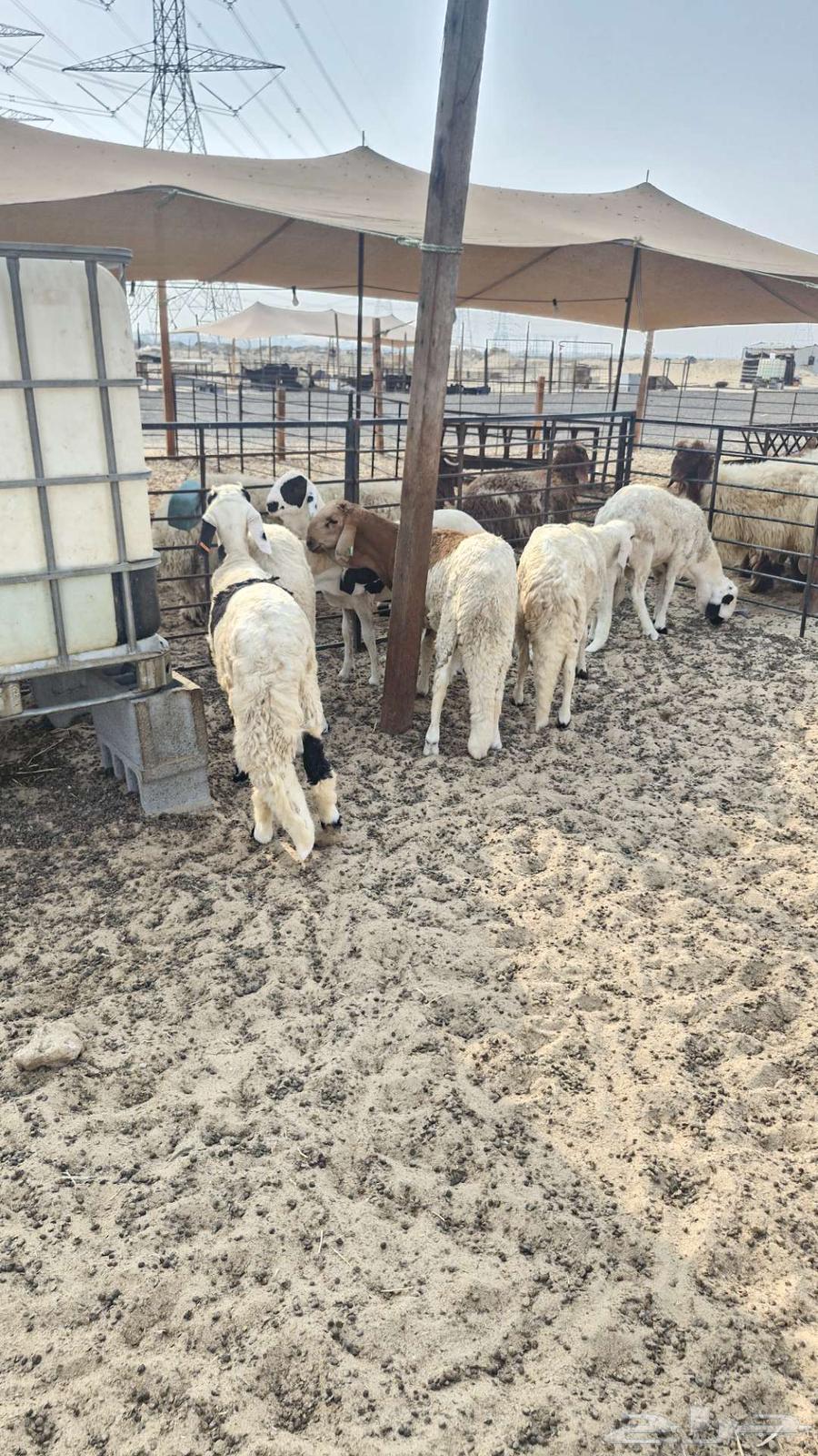 Naim's Halal Slaughters Goats and Sheep64238147799426114