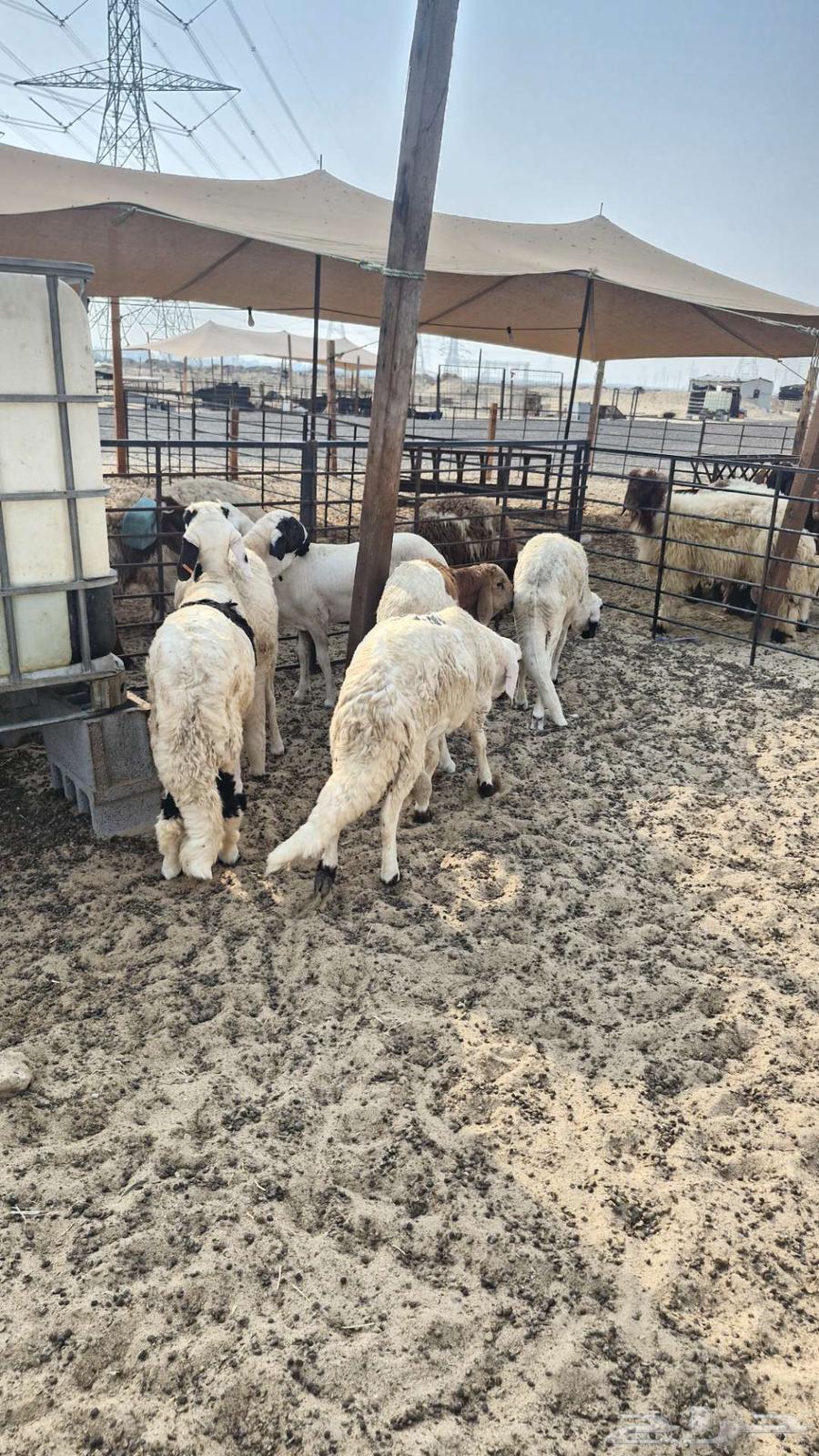 Naim's Halal Slaughters Goats and Sheep64238147799426113