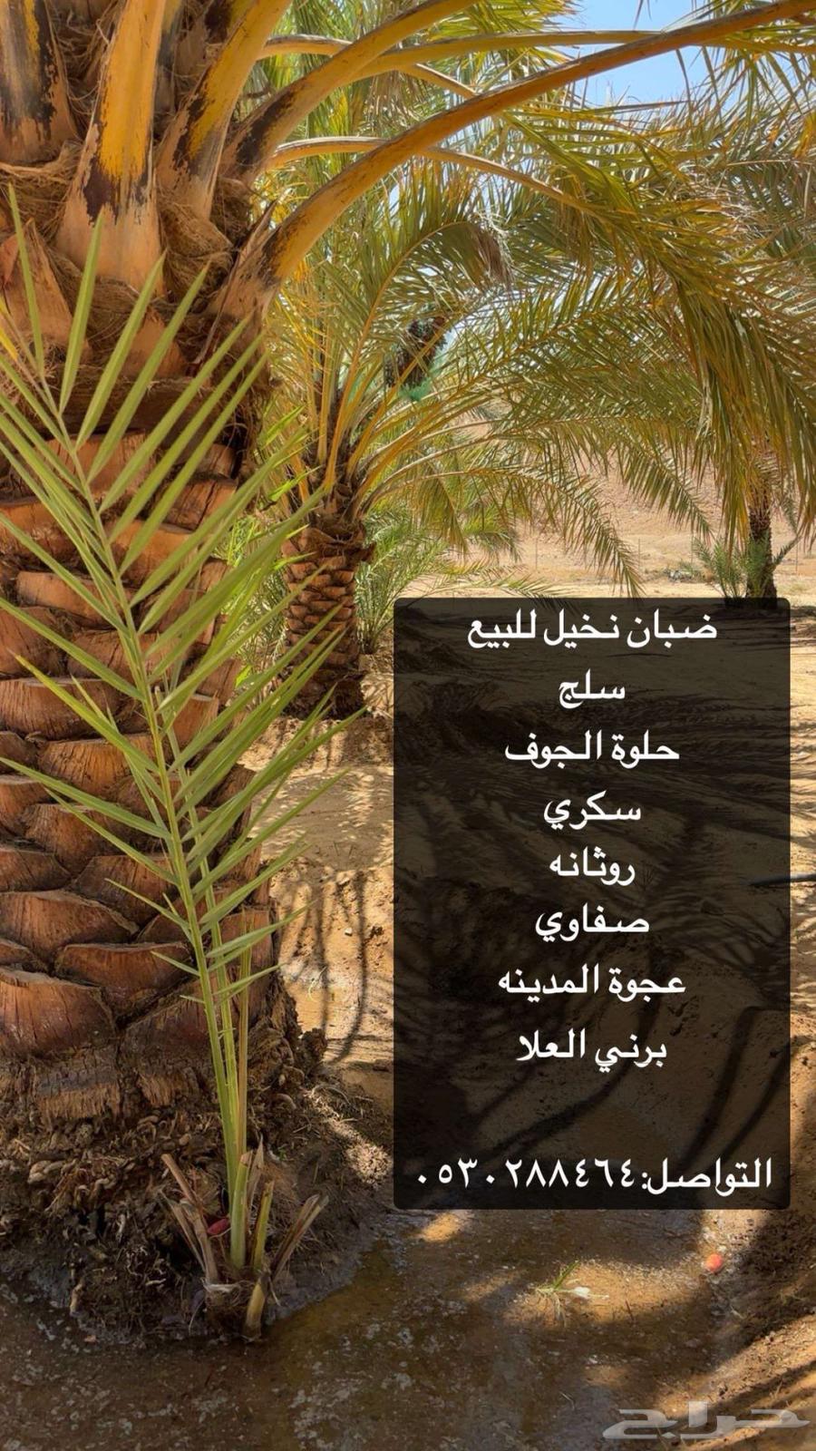 فسايل نخل64241934318211110