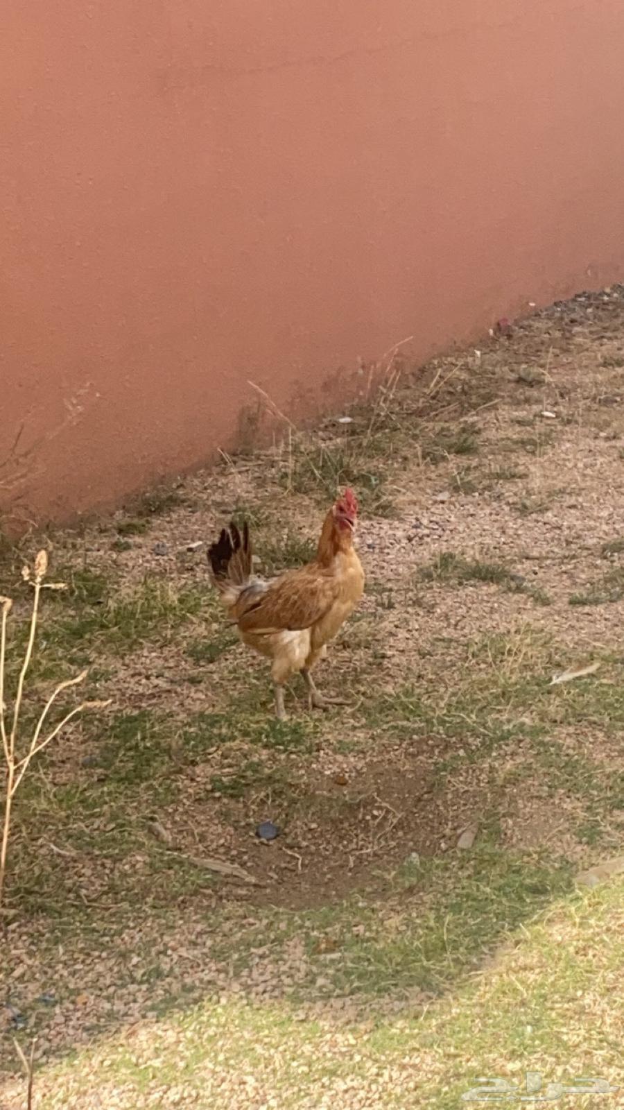 دجاجه و ديك64244923121666111