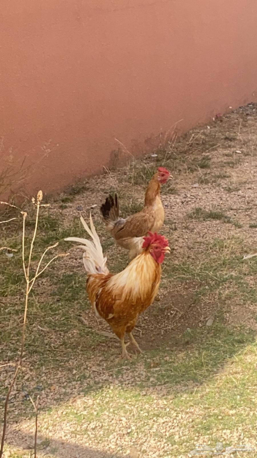 دجاجه و ديك64244923121666110