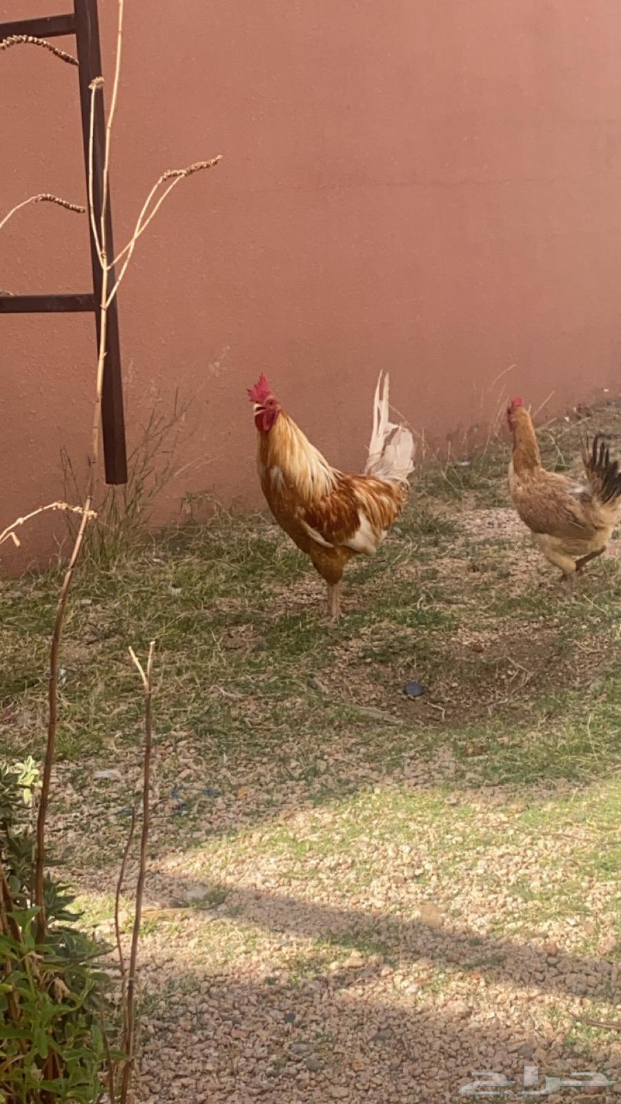 دجاجه و ديك64244923121666112