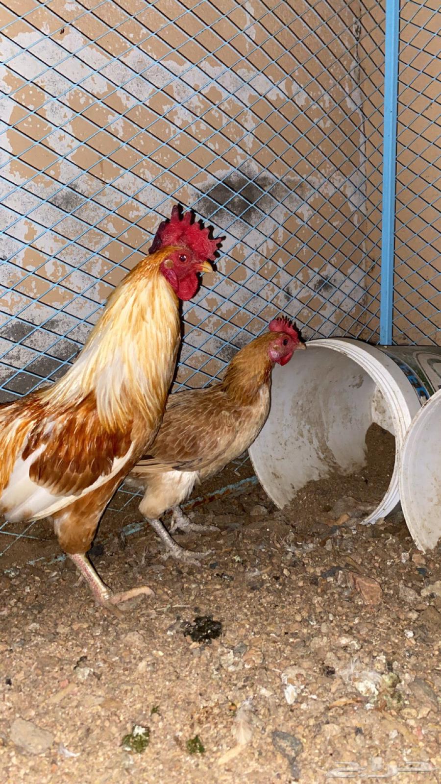 دجاجه و ديك64244923121666113