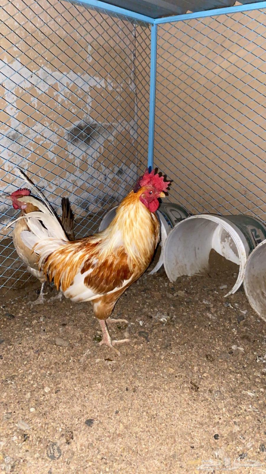 دجاجه و ديك64244923121666114