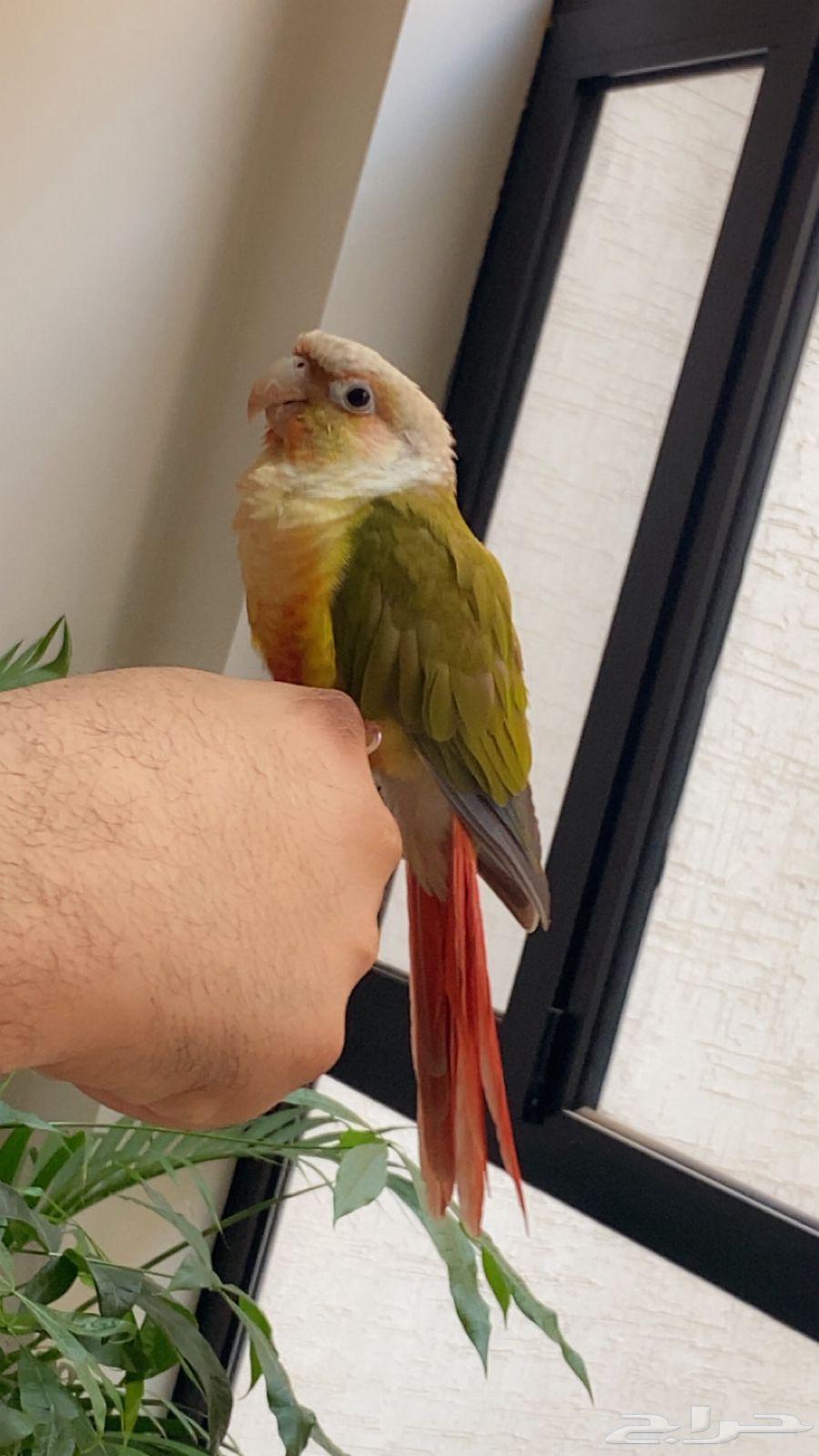 كنيور اناناس اليف64245797613569110