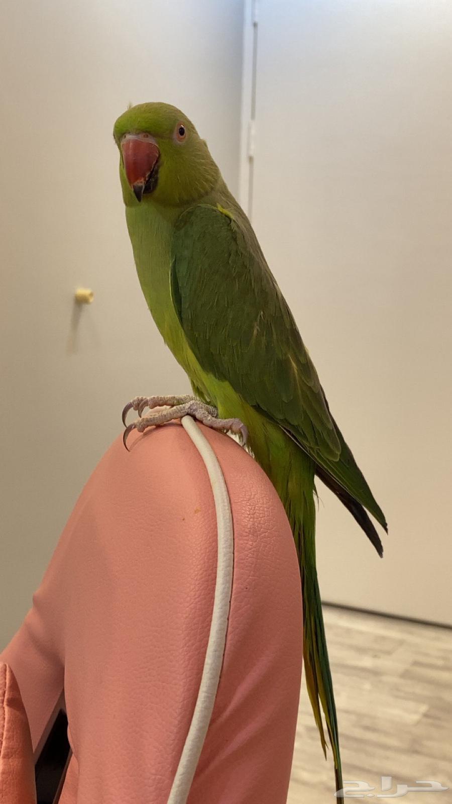 ببغاء الدرة انثى اليفه64255056553475112