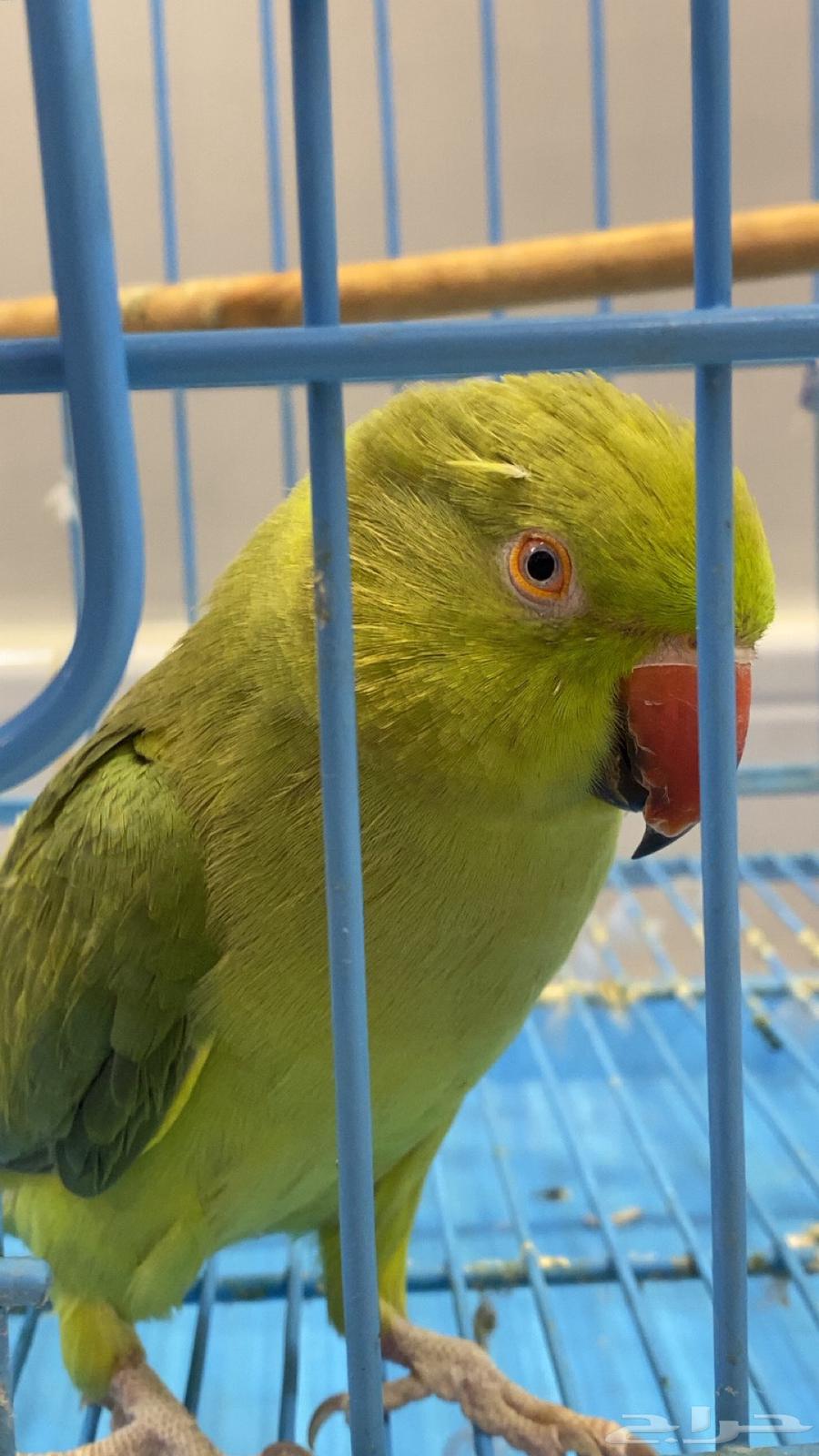 ببغاء الدرة انثى اليفه64255056553475111