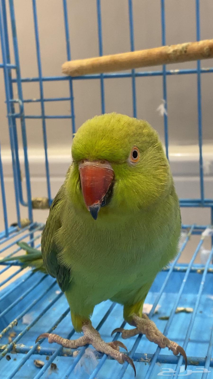 ببغاء الدرة انثى اليفه64255056553475110