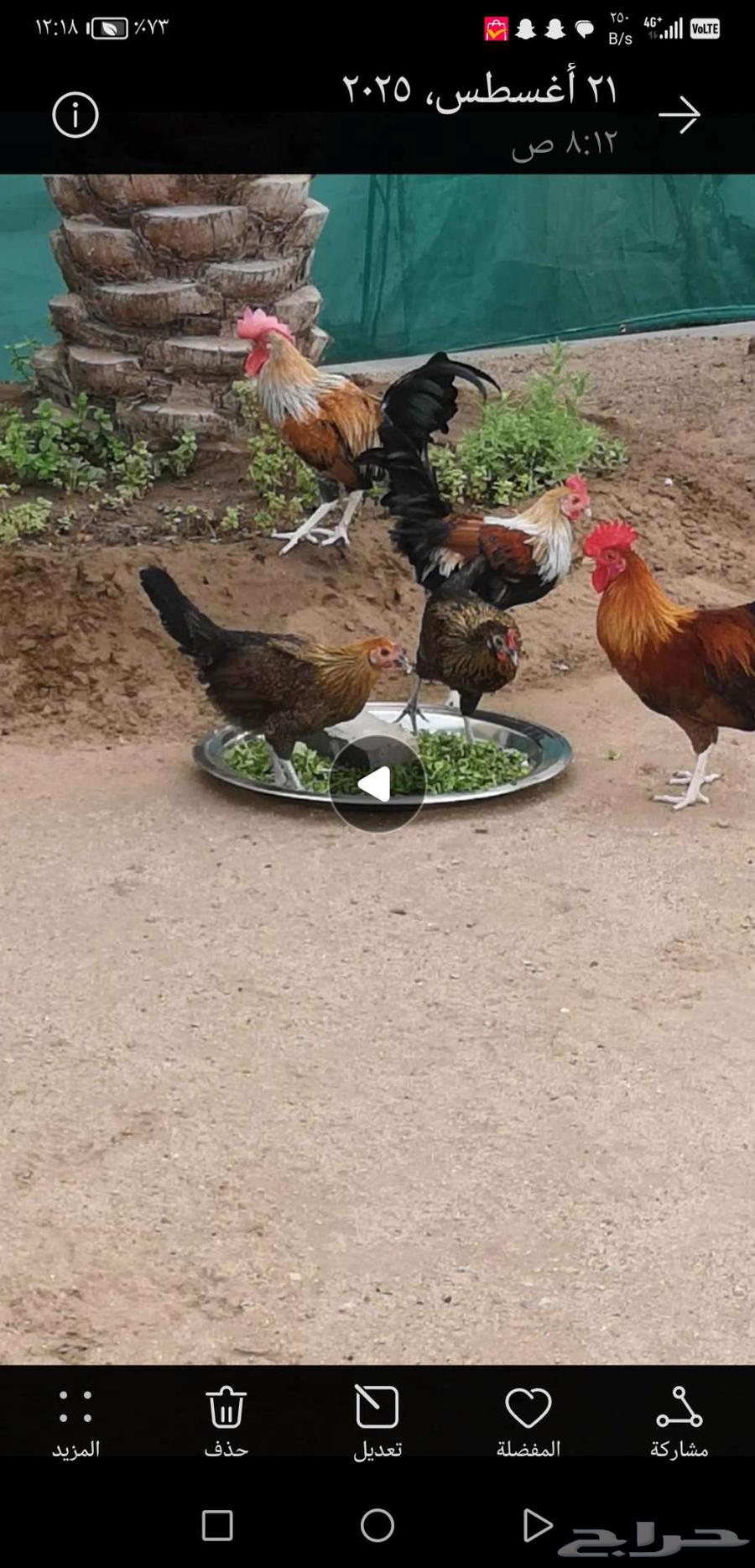 للبيع عدد 3 ديوك بلدي64241410253826110