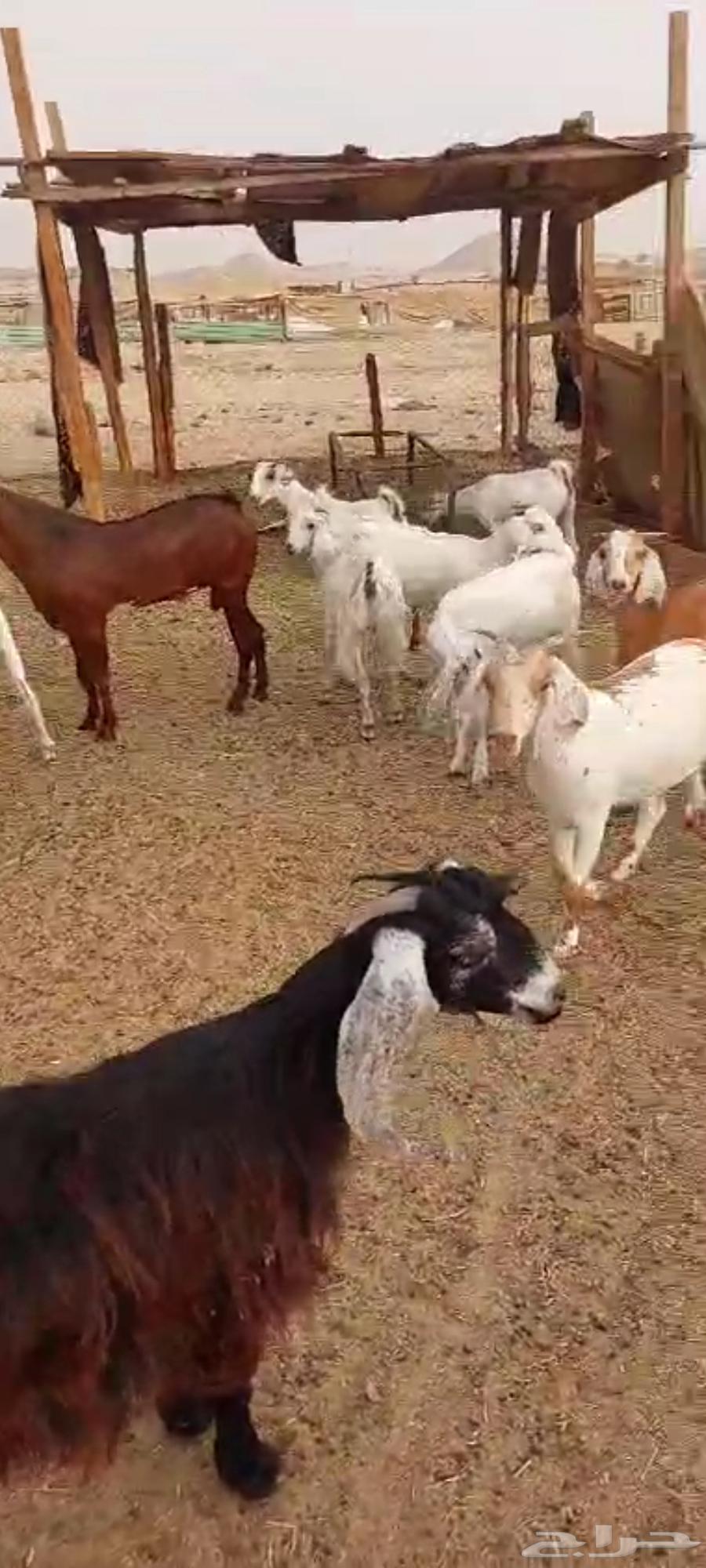 تيوس شحم ويوجد جفار مقنا64239373046658110