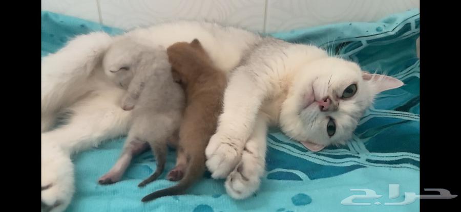 قطط سكوتش كيتنز مع الام للبيع في جدة64242653563010110