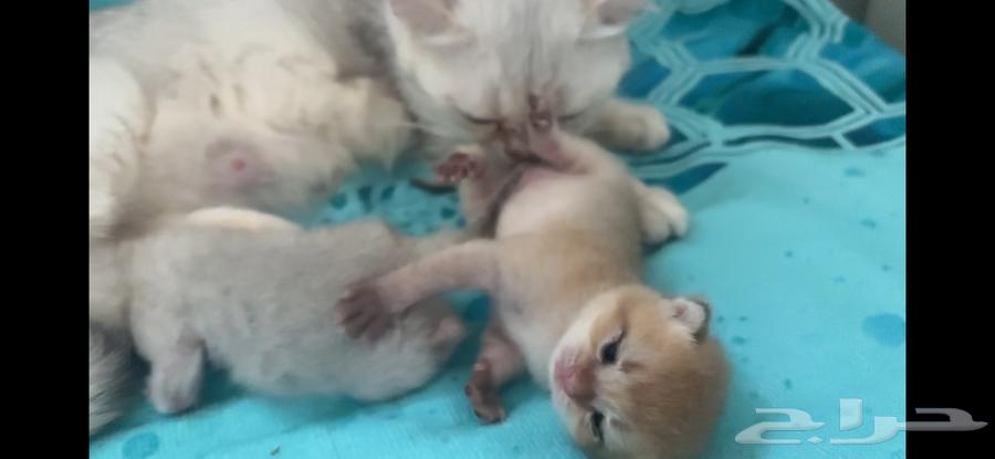 قطط سكوتش كيتنز مع الام للبيع في جدة64242653563010113