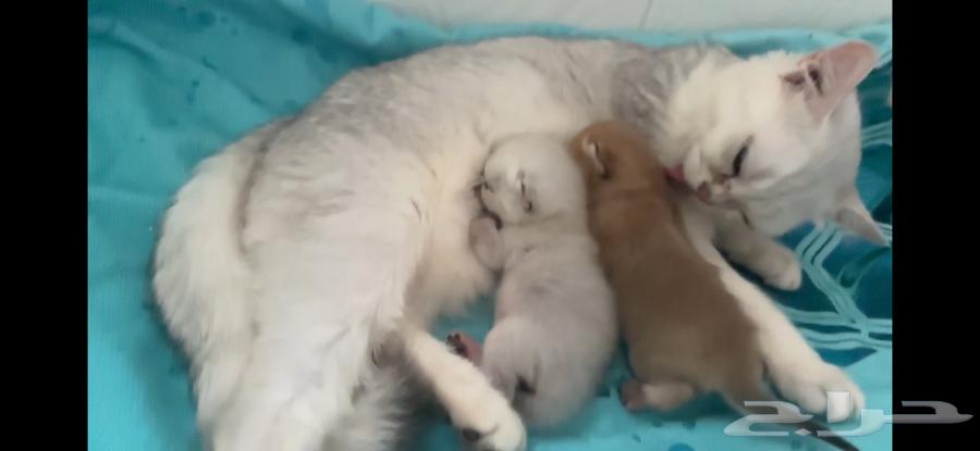 قطط سكوتش كيتنز مع الام للبيع في جدة64242653563010111