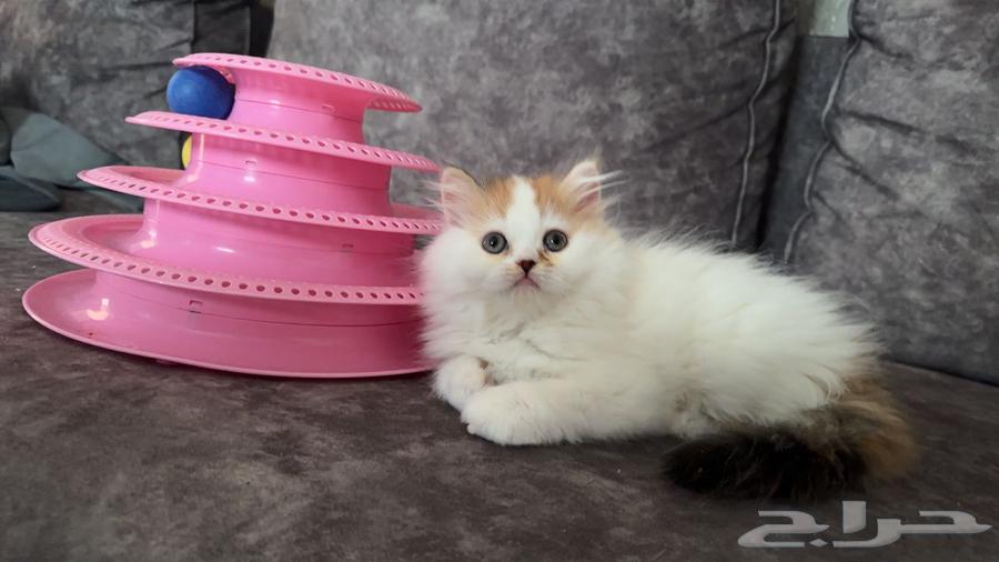 للبيع انثى هاف بيكي64246493159299110